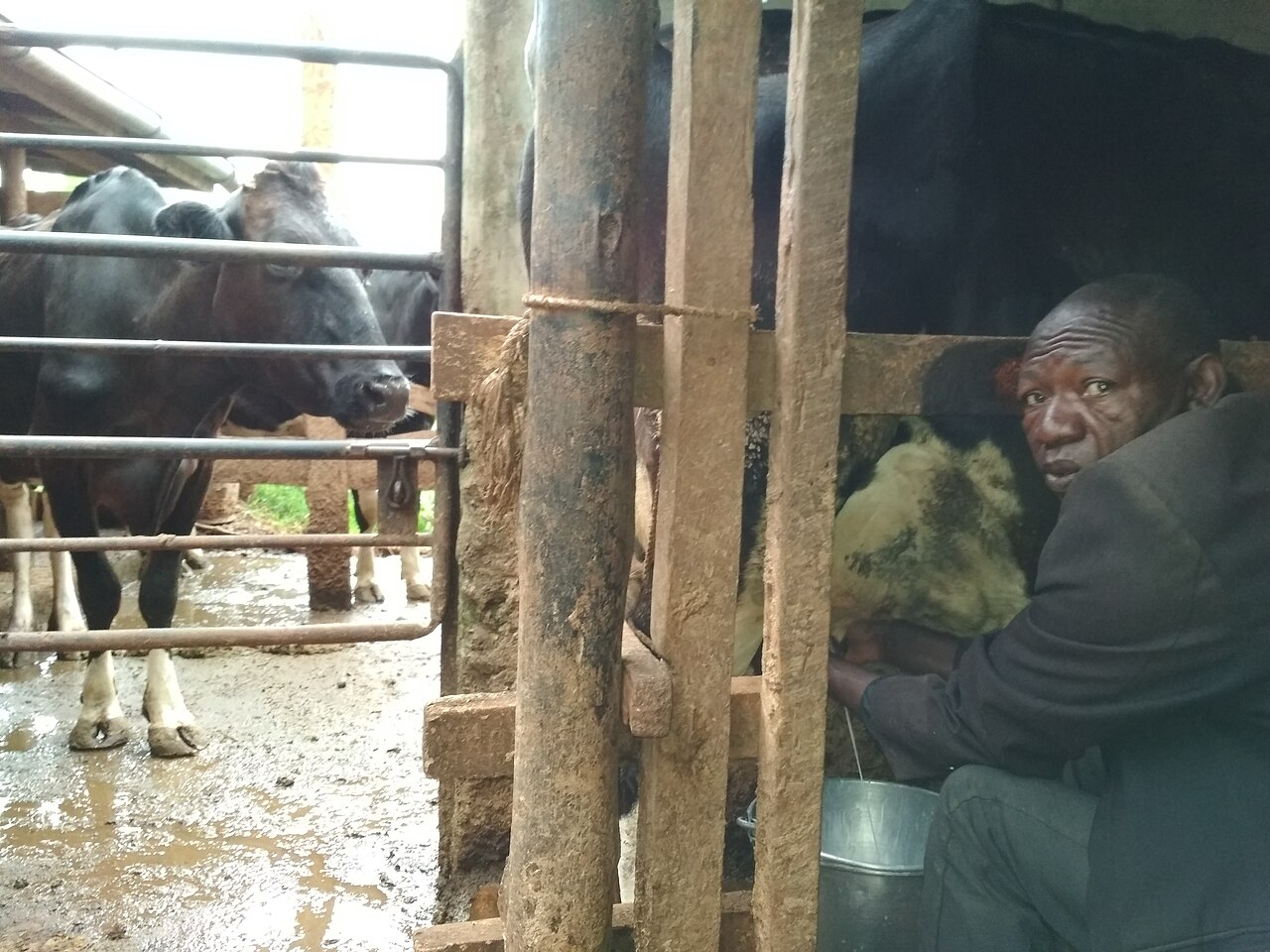 A man sits beside a wooden stall rail milking a black-and-white cow in a muddy cattle pen