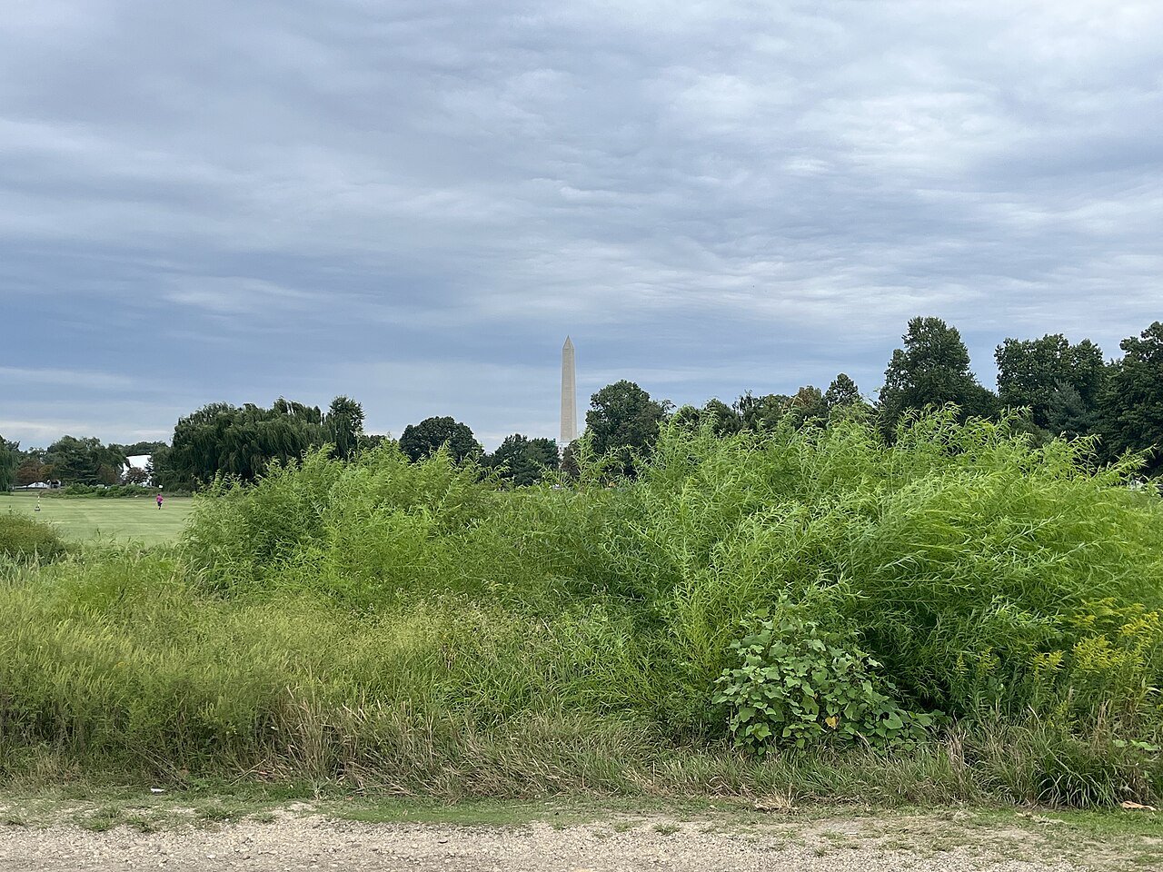 A grassy field with tall green brush in front of a line of trees, with the Washington Monument visible in the distance