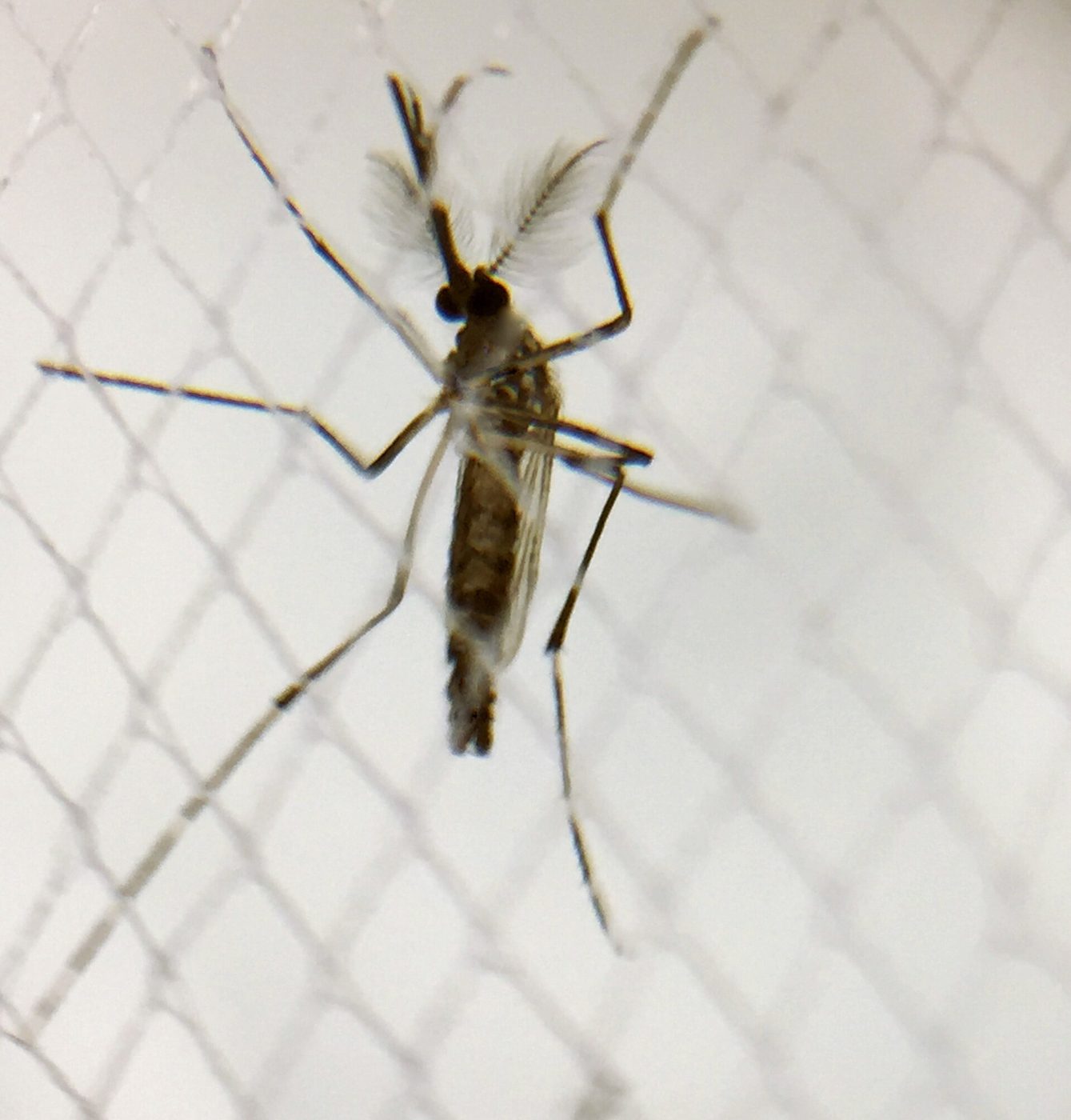 Close-up of an Aedes aegypti mosquito, the species that spreads dengue
