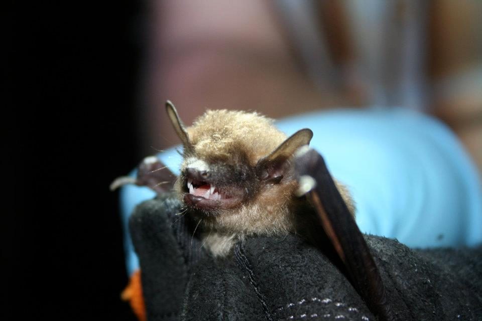 A big brown bat
