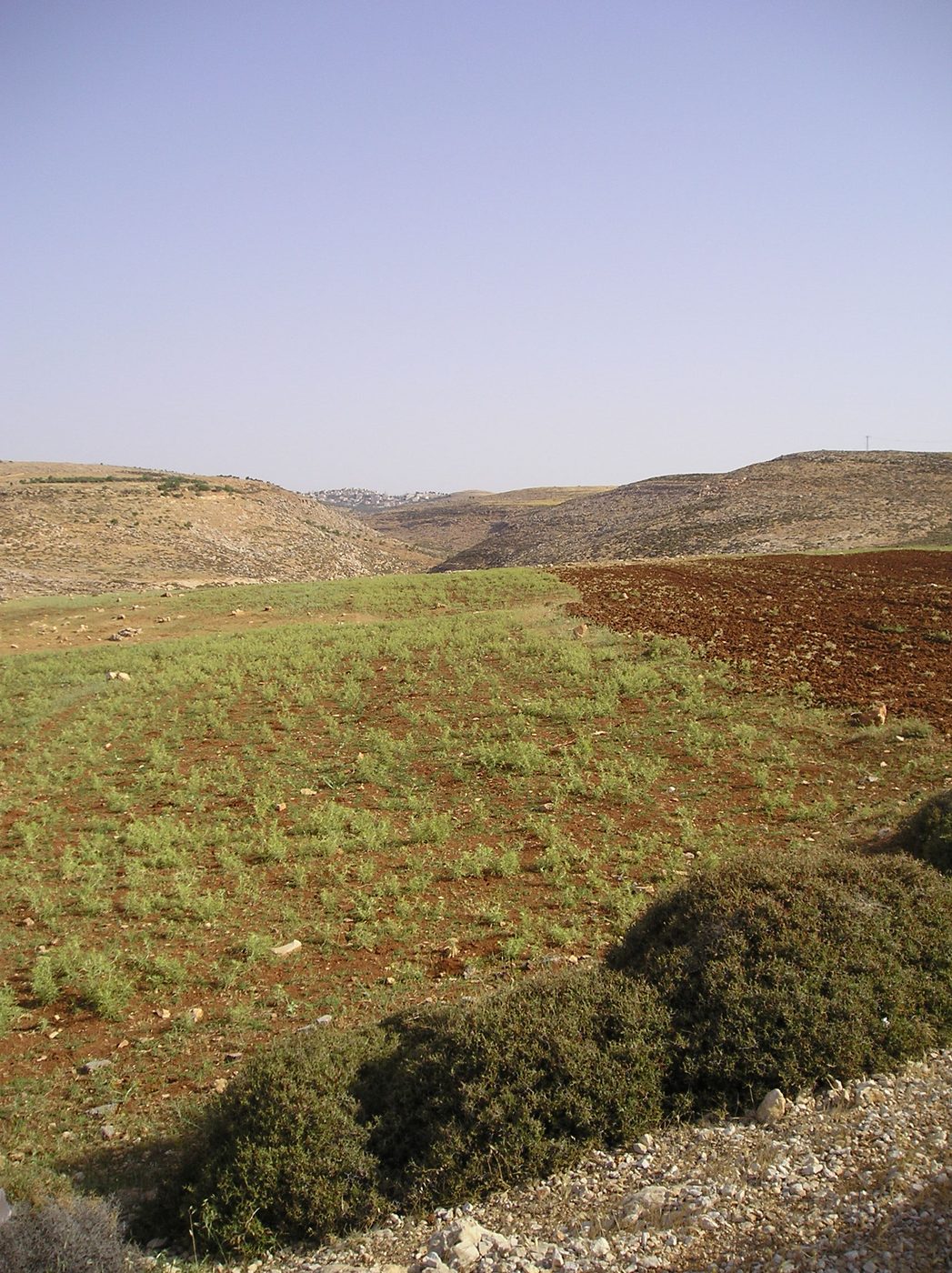 Hillside view of the West Bank village of Taybeh with stone houses
