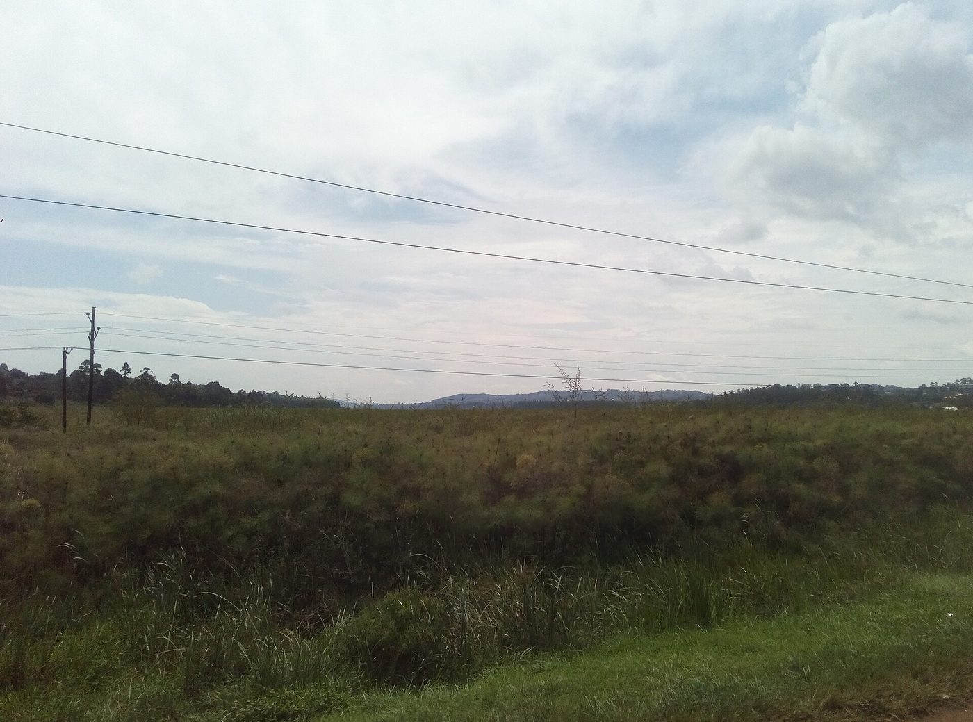Katonga River swamp in Mpigi District, Uganda
