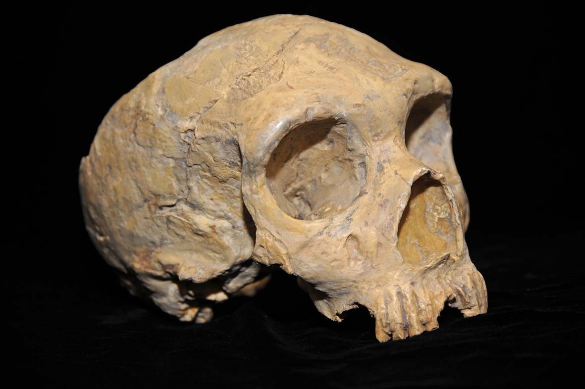 A Neanderthal skull displayed in a museum