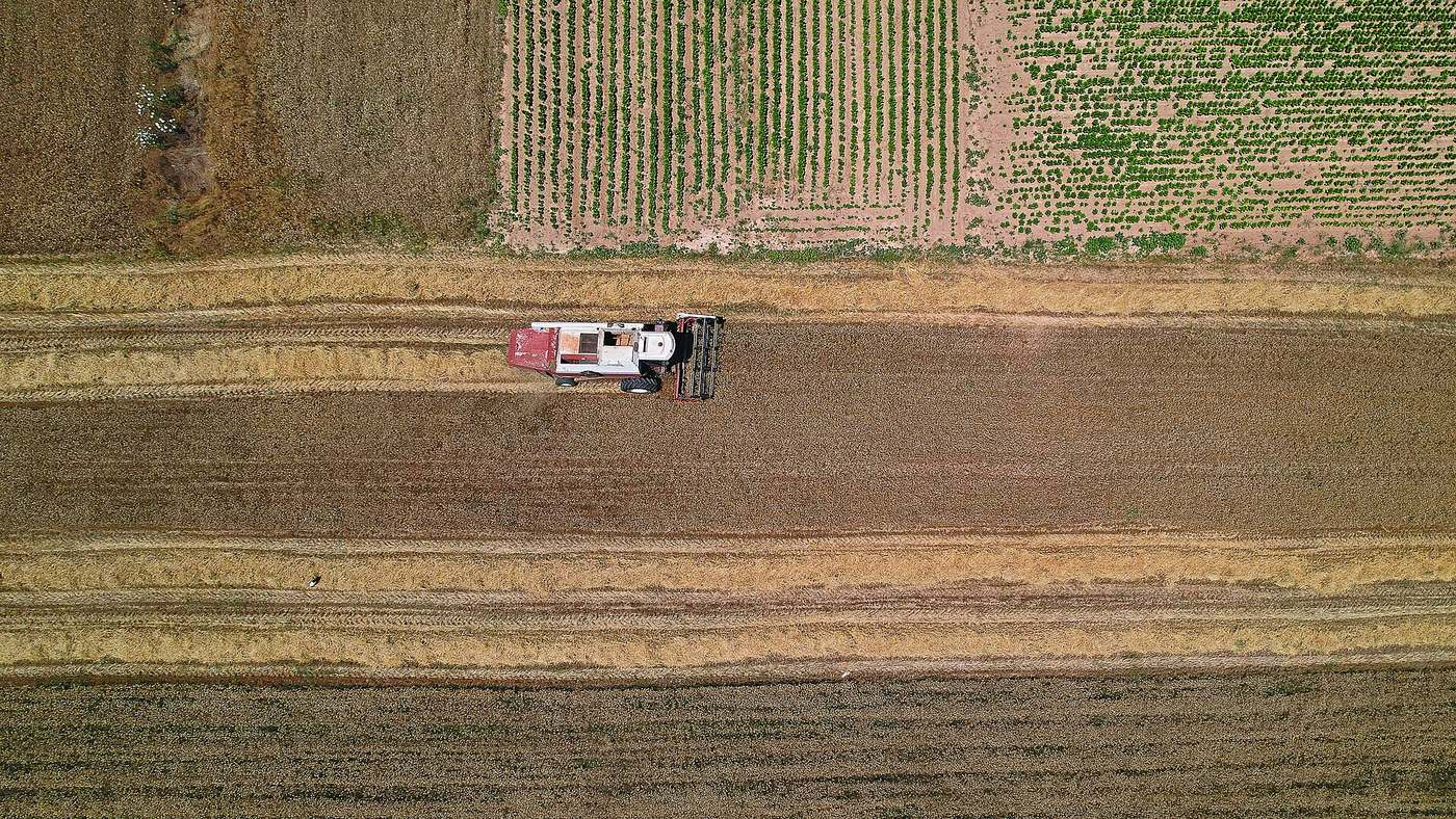 A combine harvester working in a field of grain