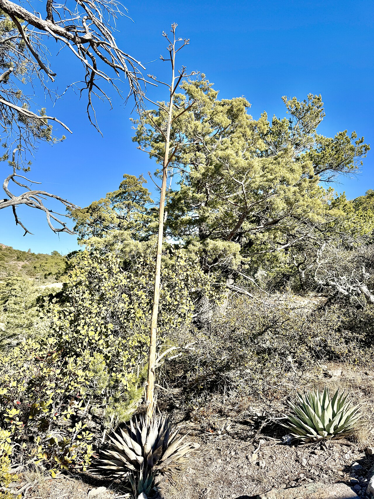 Tall rock spires rise along a trail in Chiricahua in Arizona