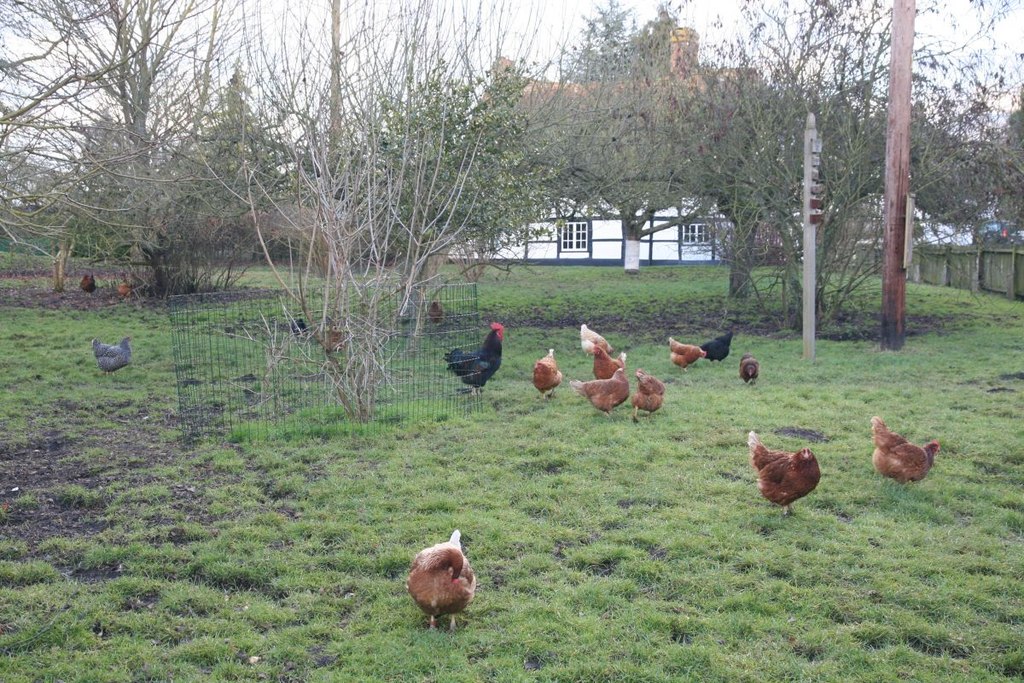 Free-range hens outdoors on a grassy field