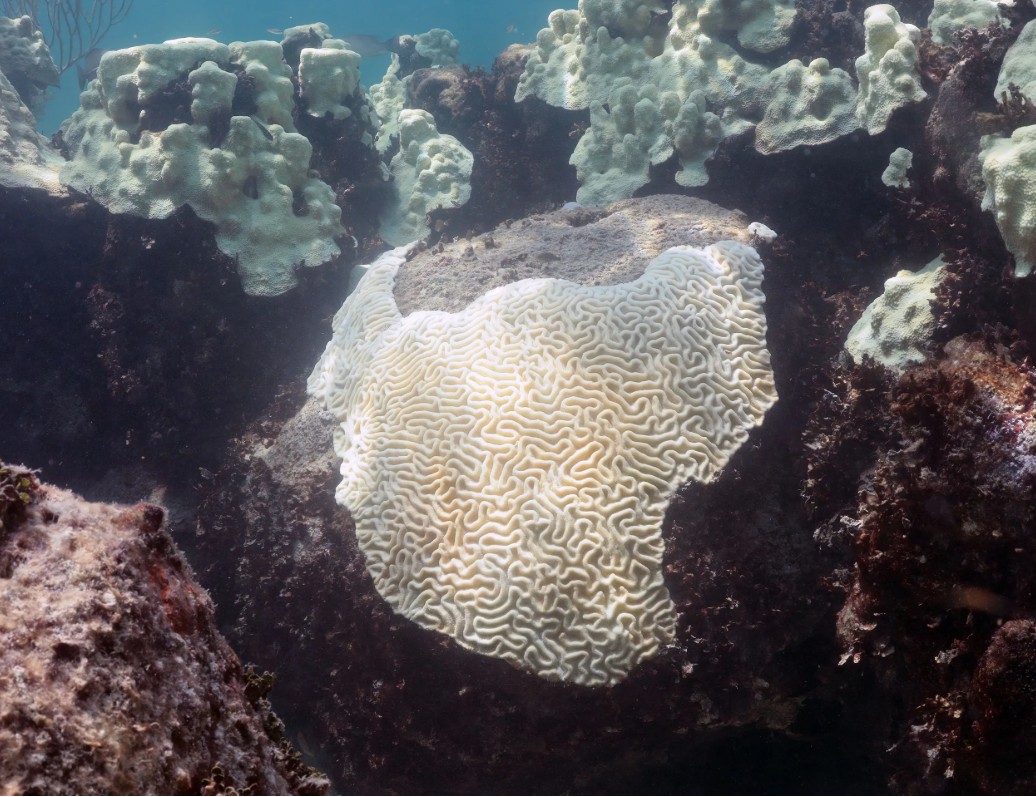 Pale, bleached coral on a reef in shallow water
