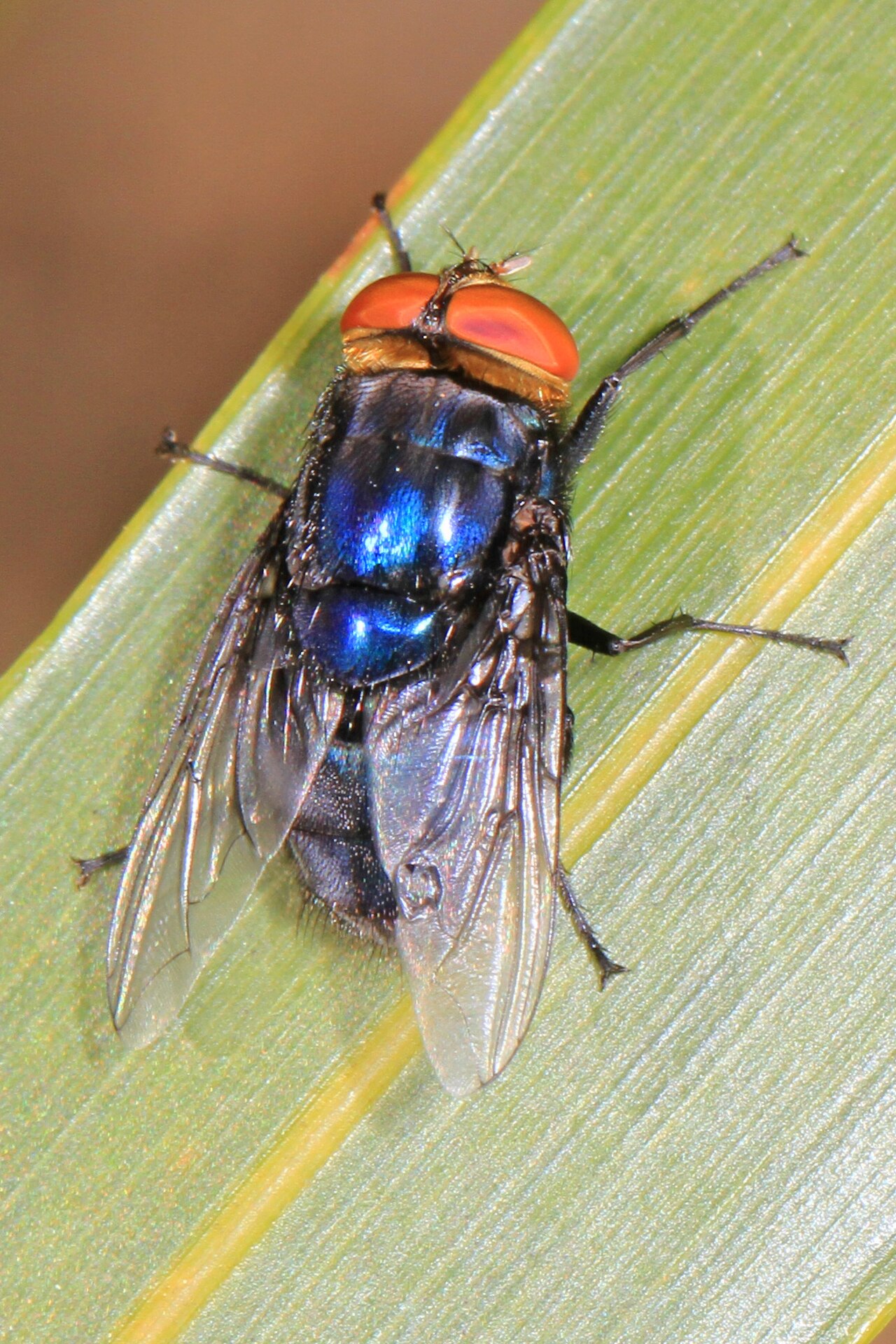 A close-up of a metallic blue-green fly with orange eyes resting on a leaf