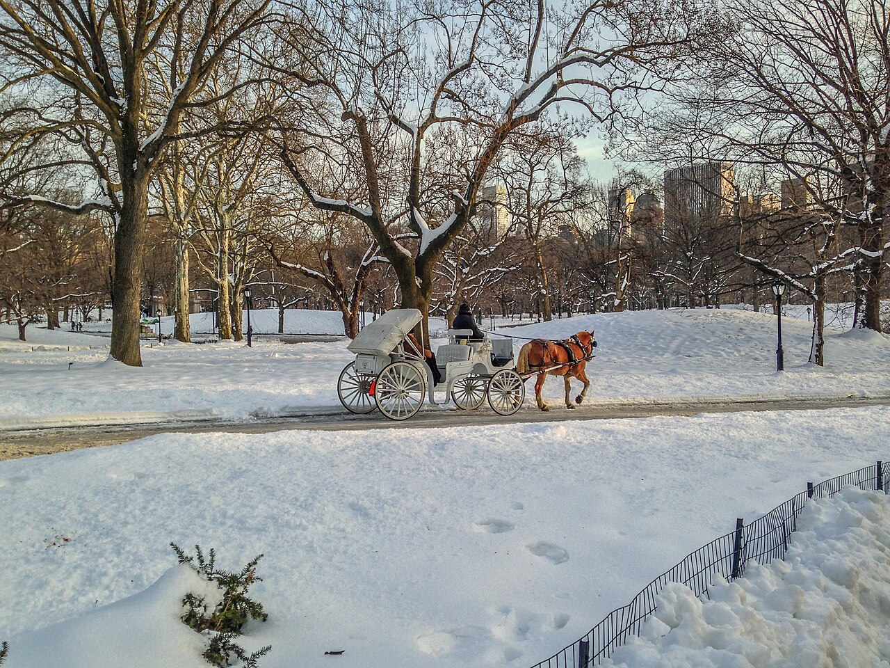 A horse-drawn carriage in Central Park in winter