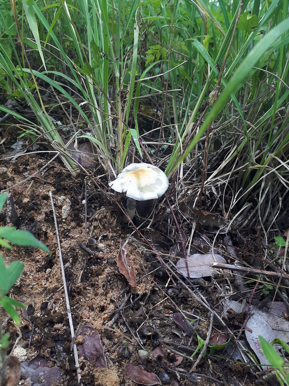Psilocybe cubensis mushrooms, a type that contains psilocybin
