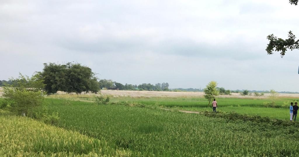 An agricultural farm in Siwan, Bihar, India