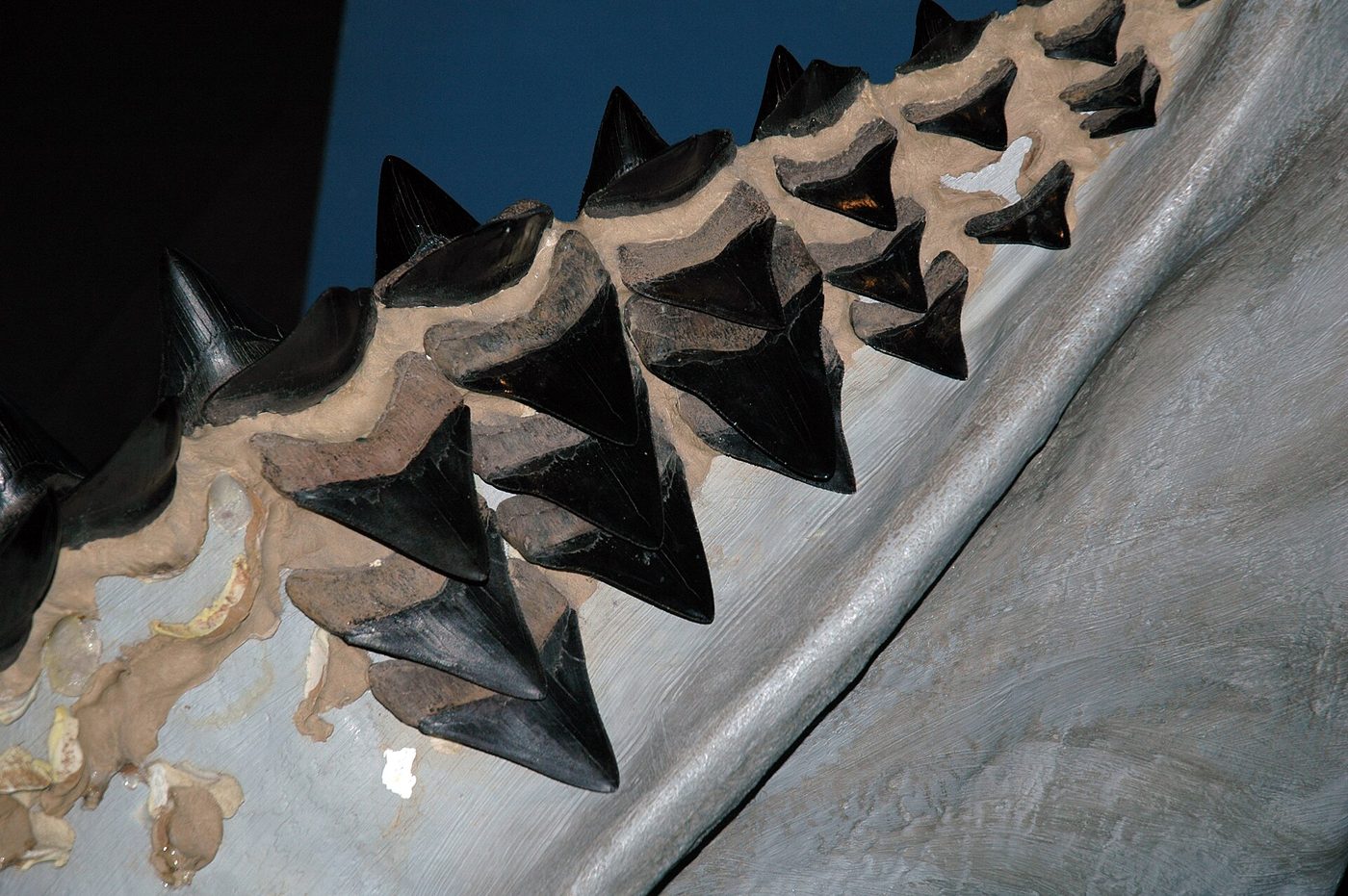Reconstructed megalodon fossil shark jaw