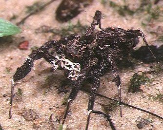 A Portia fimbriata jumping spider