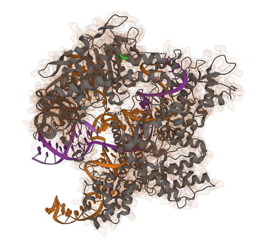 3D rendering of a CRISPR guide RNA bound to a DNA target