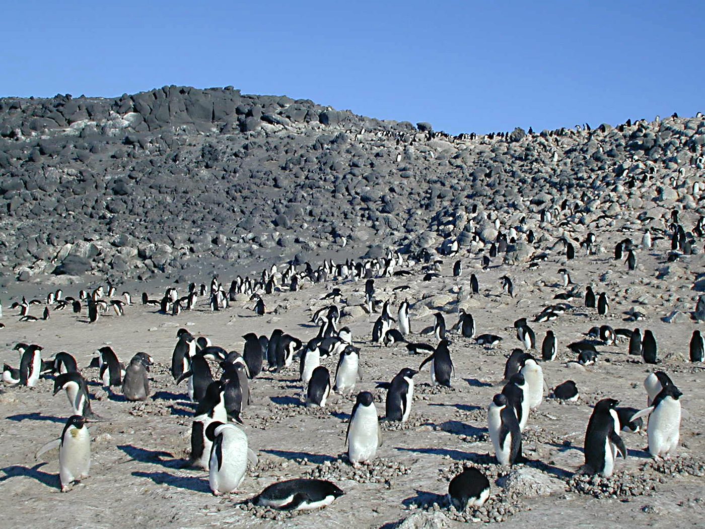 Hundreds of Adelie penguins spread across a rocky slope