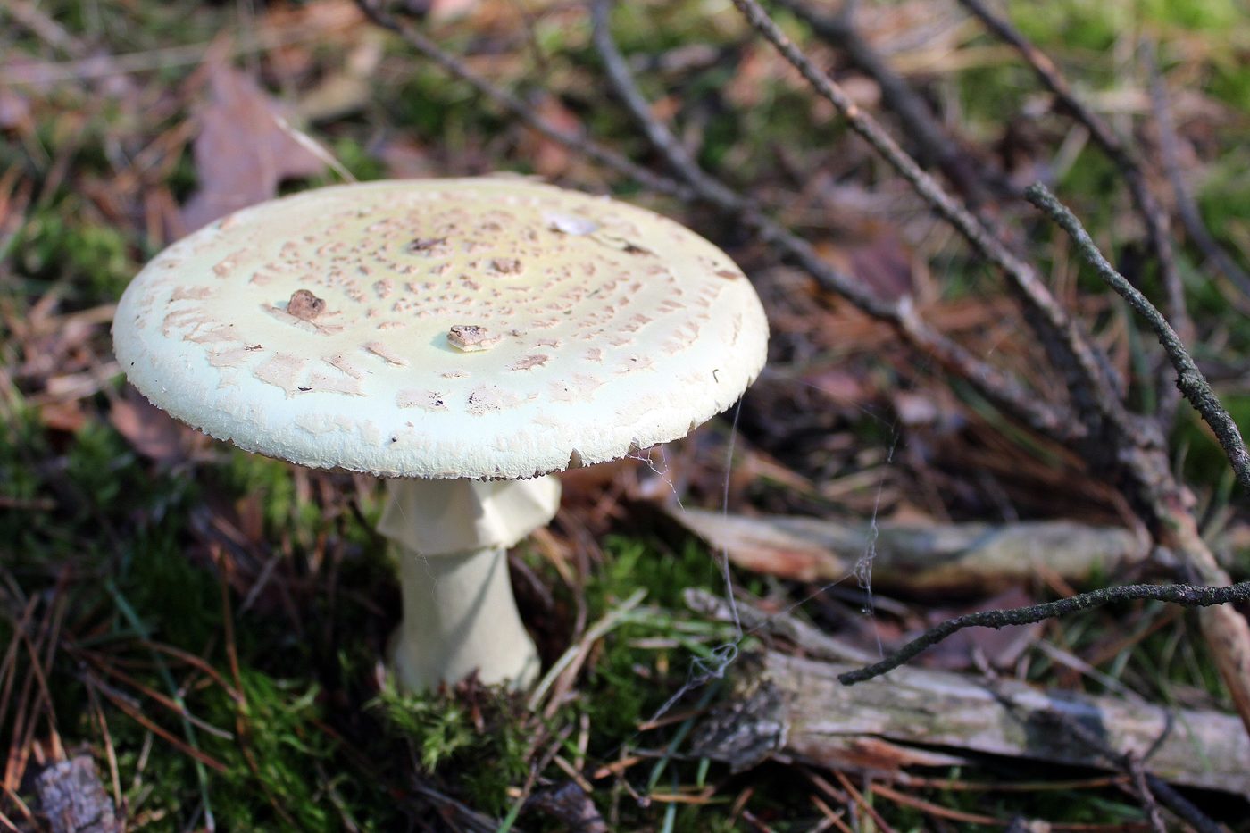 A pale death cap mushroom growing among leaves on a forest floor