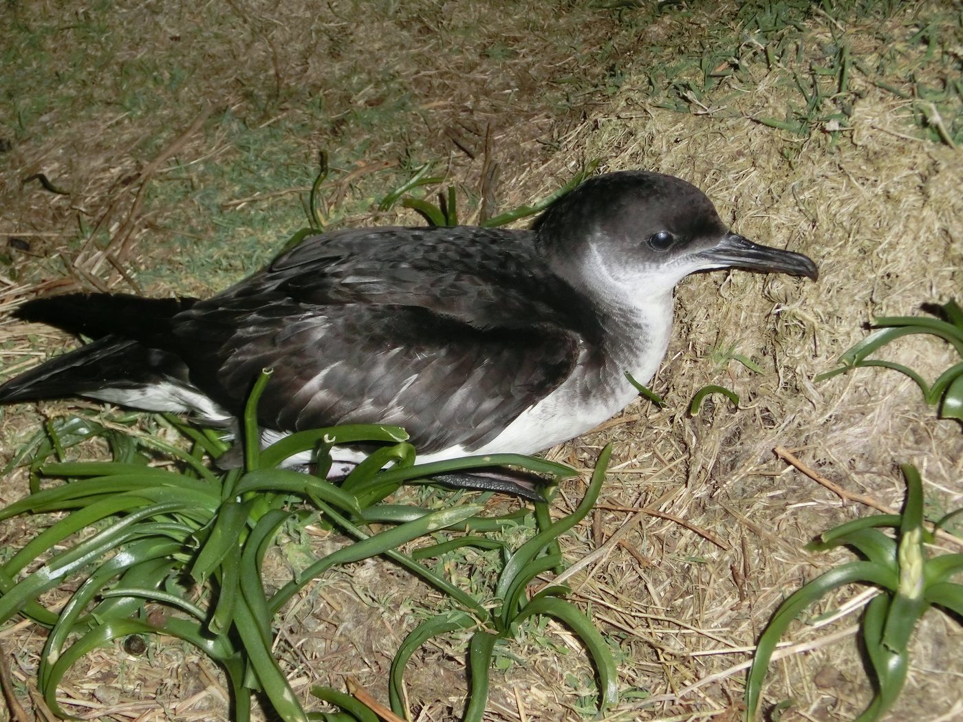 A dark-backed Manx shearwater resting on grass at night