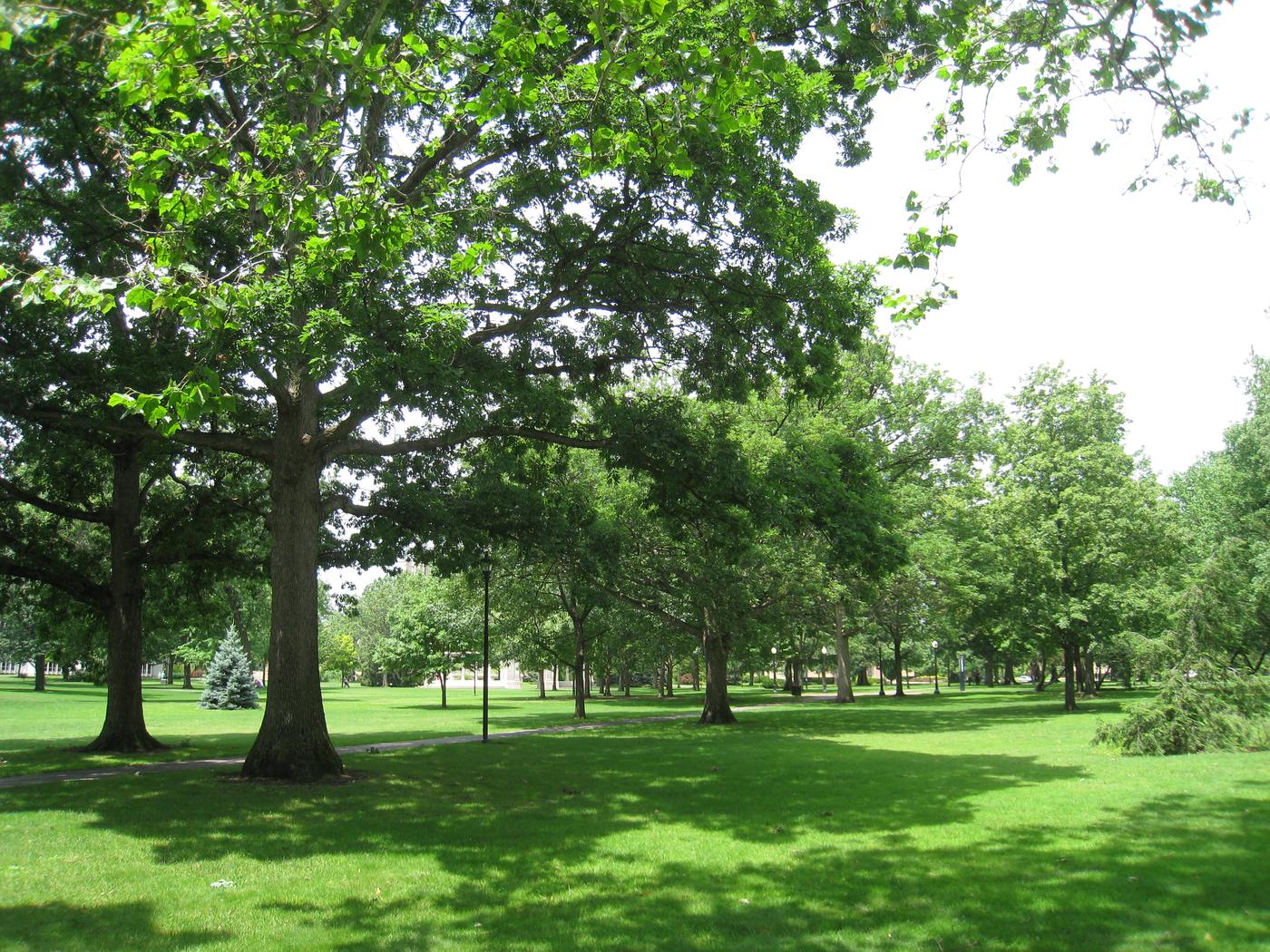 Large trees on the lawn of Tappan Square in Oberlin, Ohio