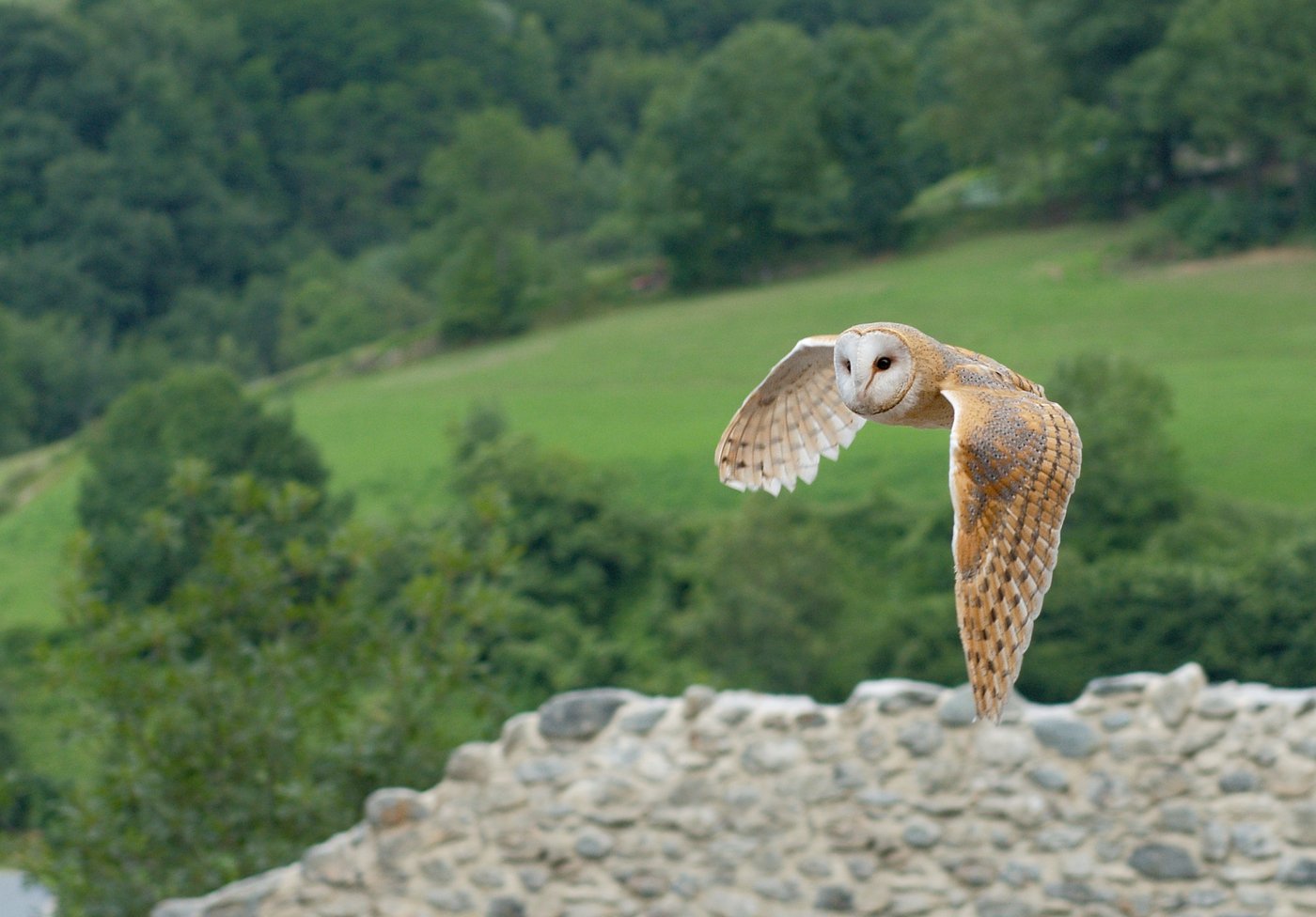 A barn owl flies with its pale wings spread wide