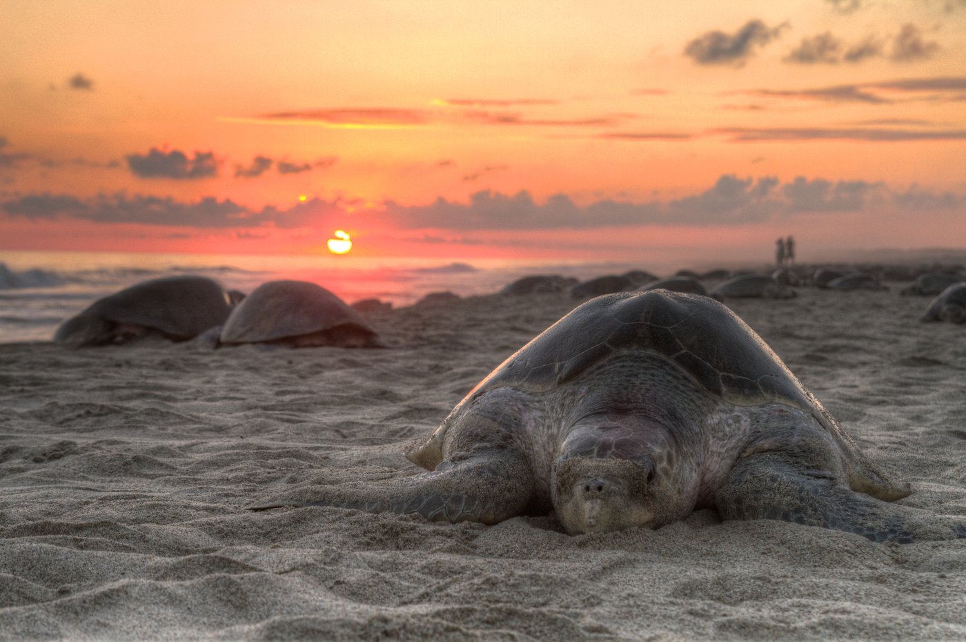 An olive ridley sea turtle on a sandy beach at sunset