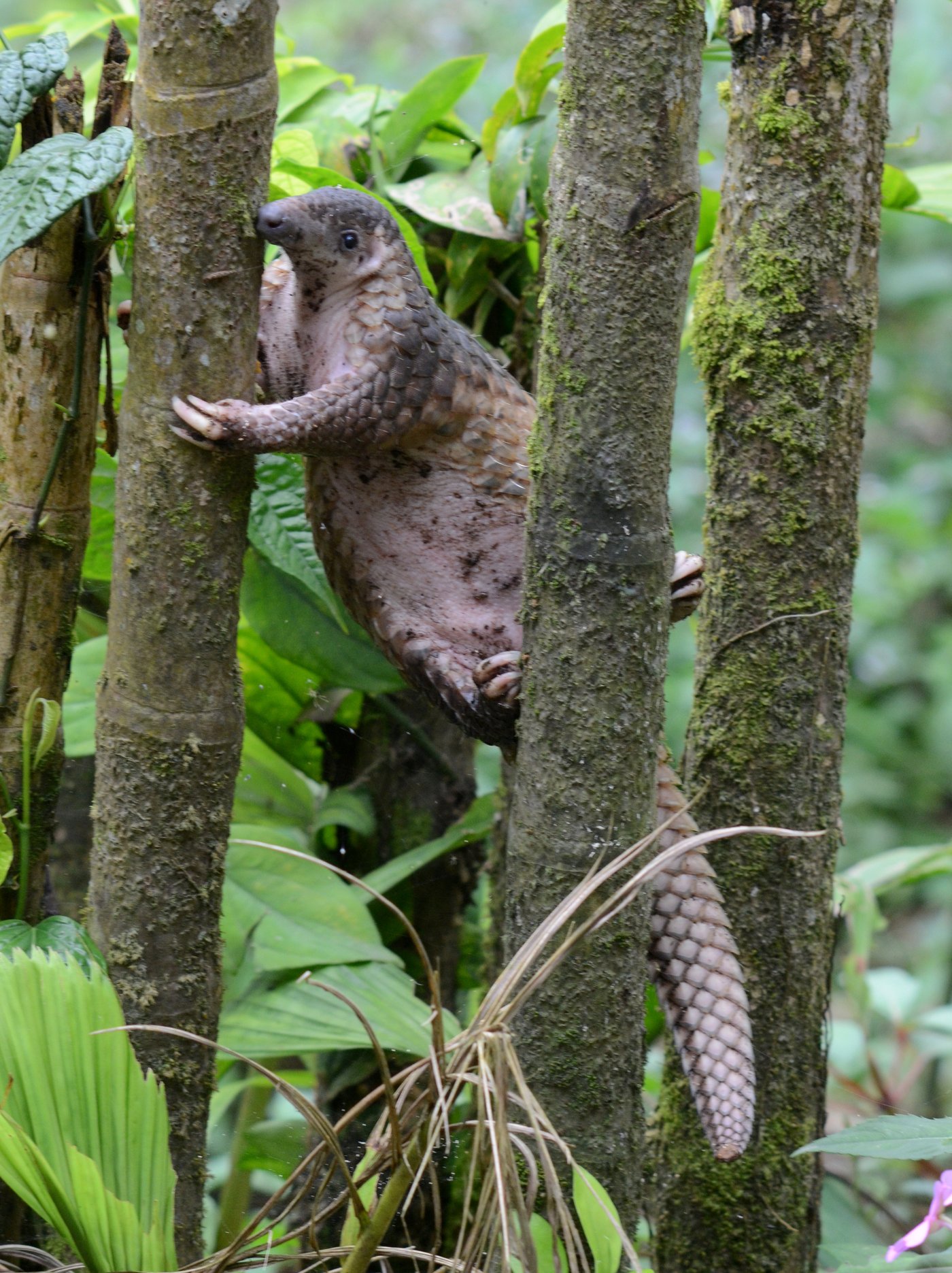 A Sunda pangolin with brown scales climbs a tree trunk